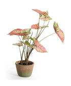 Potted plant with pink and green leaves on a white background