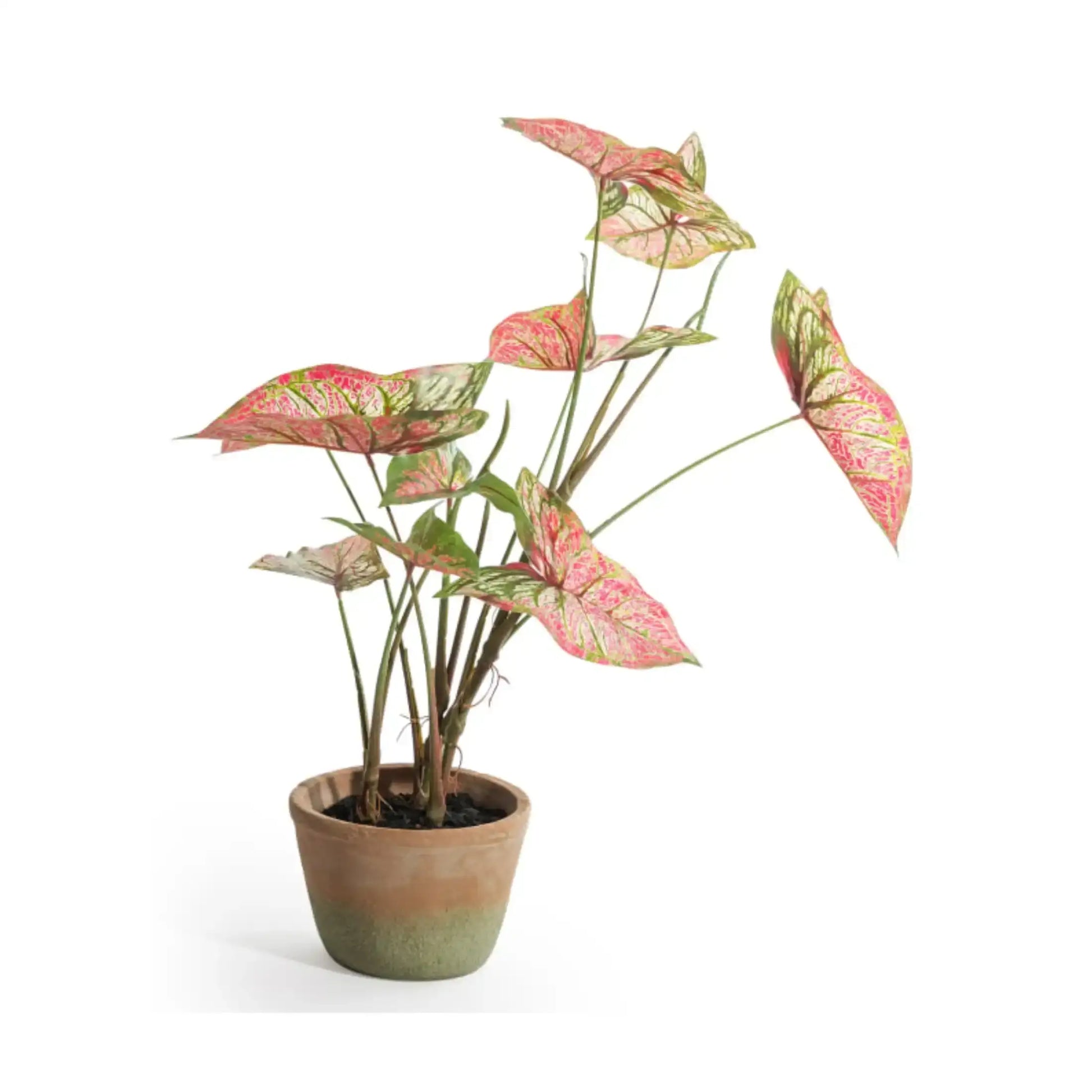Potted plant with pink and green leaves on a white background