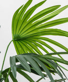 Potted Faux Green Chinese Fan Palm Plant - The Farthing