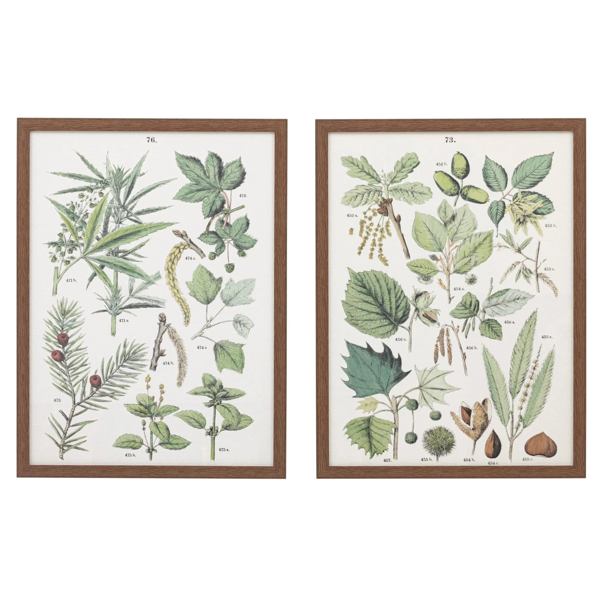 Set of 2 Botanical Illustration Framed Prints 1