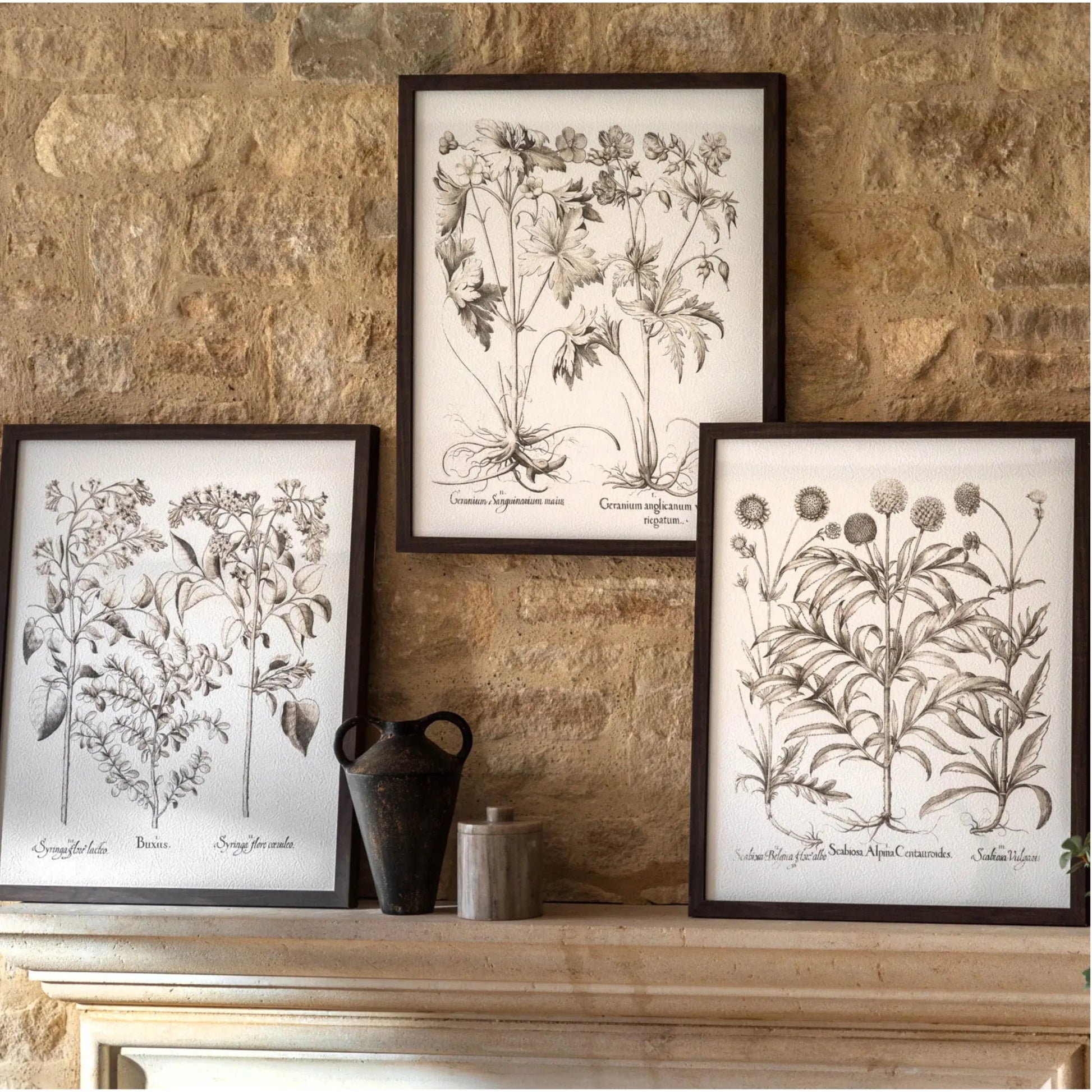 Set of 3 Framed Vintage Style Botanical Prints