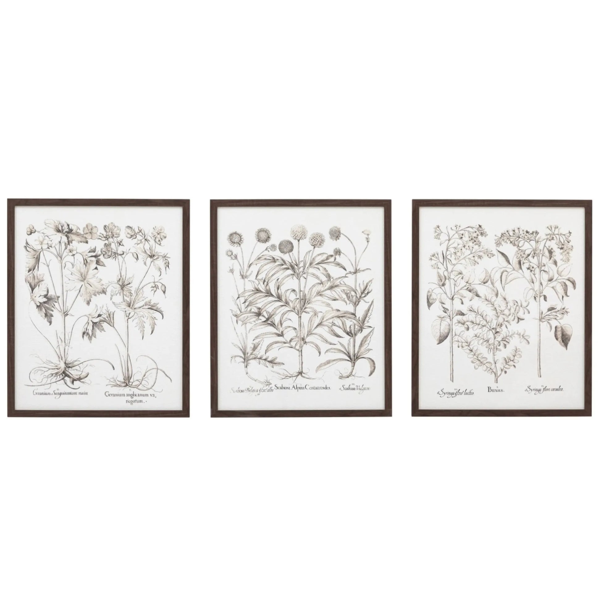 Set of 3 Framed Vintage Style Botanical Prints 1