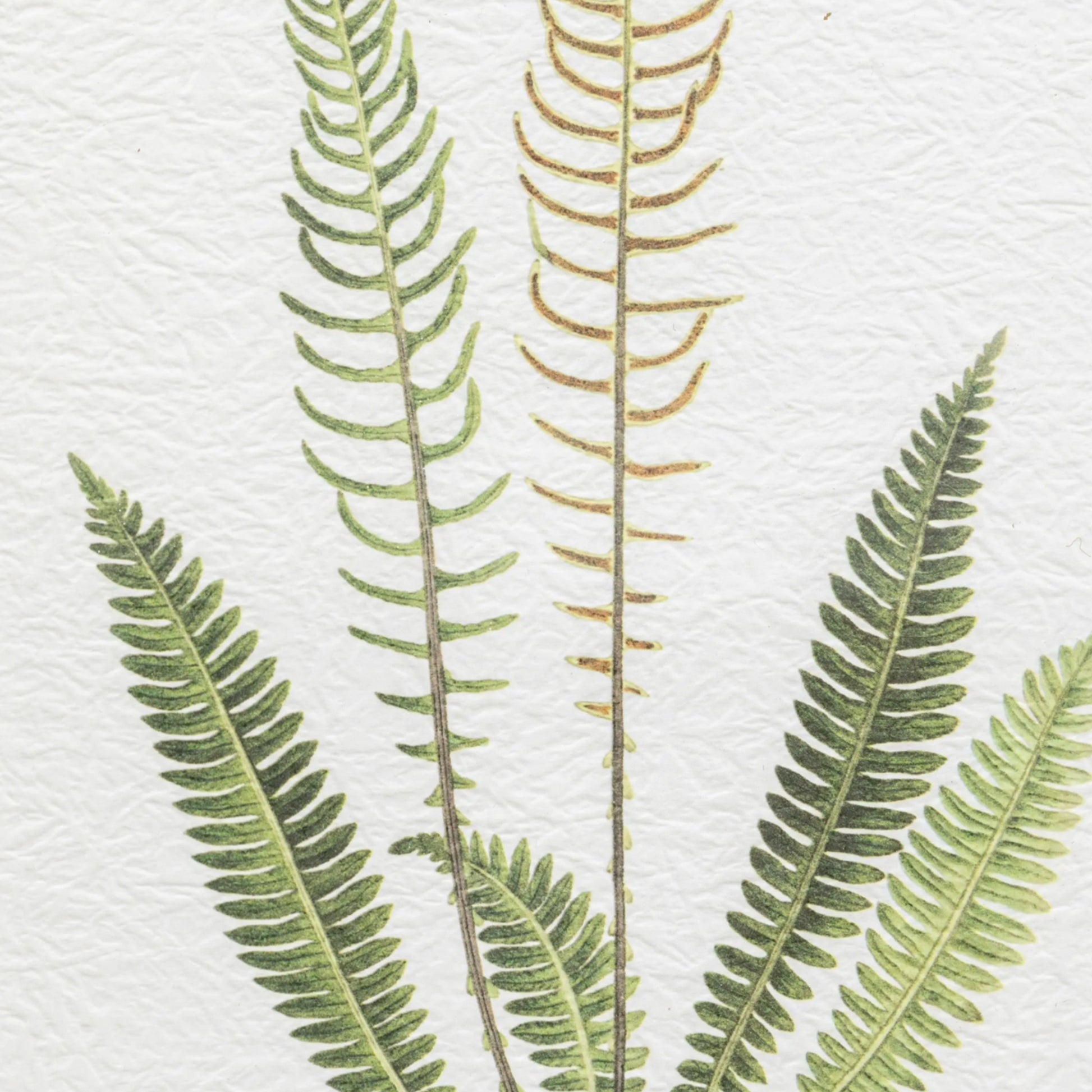 Set of 4 Gold Framed Fern Prints 3