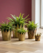 Set of potted ferns on a wooden floor with a maroon wall and glass door in the background
