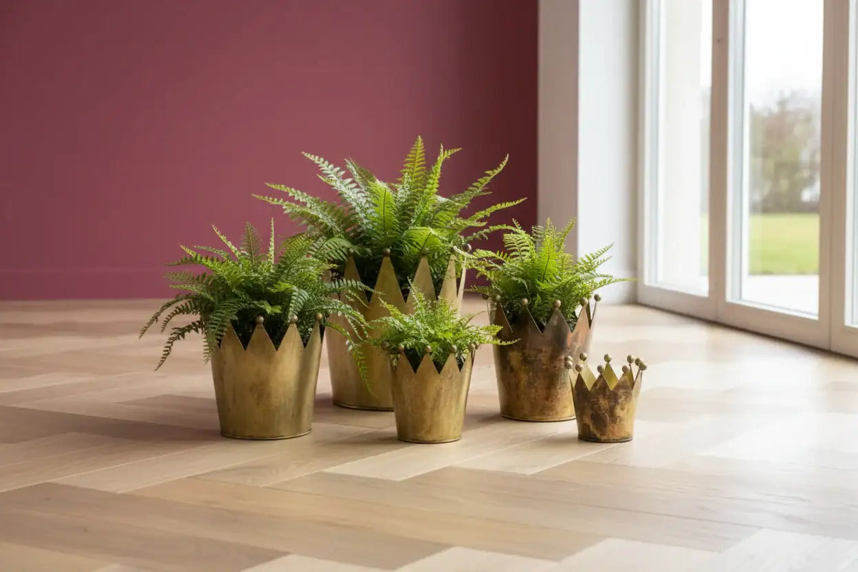Set of potted ferns on a wooden floor with a maroon wall and glass door in the background