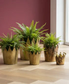 Set of potted fern plants in decorative gold pots on a wooden floor.