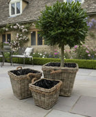 Potted trees in wicker baskets on a stone patio with a garden and house in the background