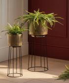 Three potted ferns on stands against a red wall
