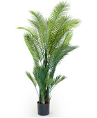 Potted green plant on a white background