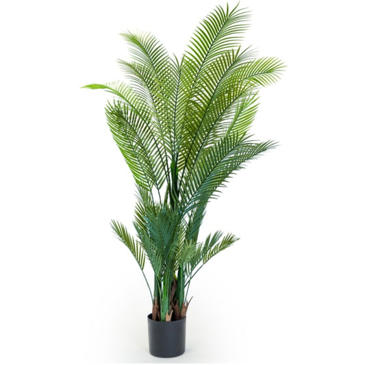 Potted green plant on a white background
