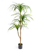 Potted plant with green leaves on a white background