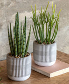 Two Small Potted Faux Succulents in Ceramic Pots 1