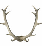 Weathered Antler Wall Art Decoration 2