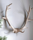 Weathered Antler Wall Art Decoration 5