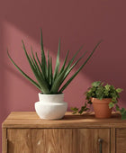 Two potted plants on a wooden cabinet against a maroon wall