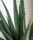 Artificial Aloe Vera in White Ceramic Pot - The Farthing