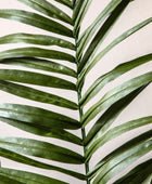 Artificial Green Kentia Palm Tree - The Farthing