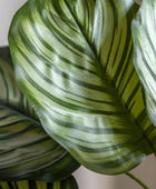 Artificial Green Potted Calathea Plant - The Farthing