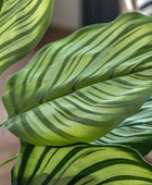 Artificial Green Potted Calathea Tree - The Farthing