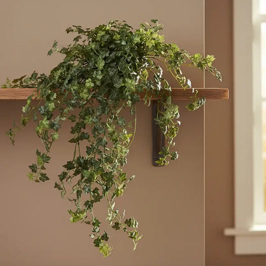 Artificial Large Potted Trailing Lace Ivy