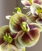 Artificial Orchid in Yellow Ceramic Pot - The Farthing
