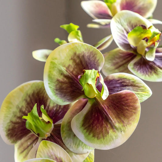 Artificial Orchid in Yellow Ceramic Pot - The Farthing