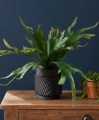 artificial-playycerium-plant-in-black-ceramic-pot-the-farth