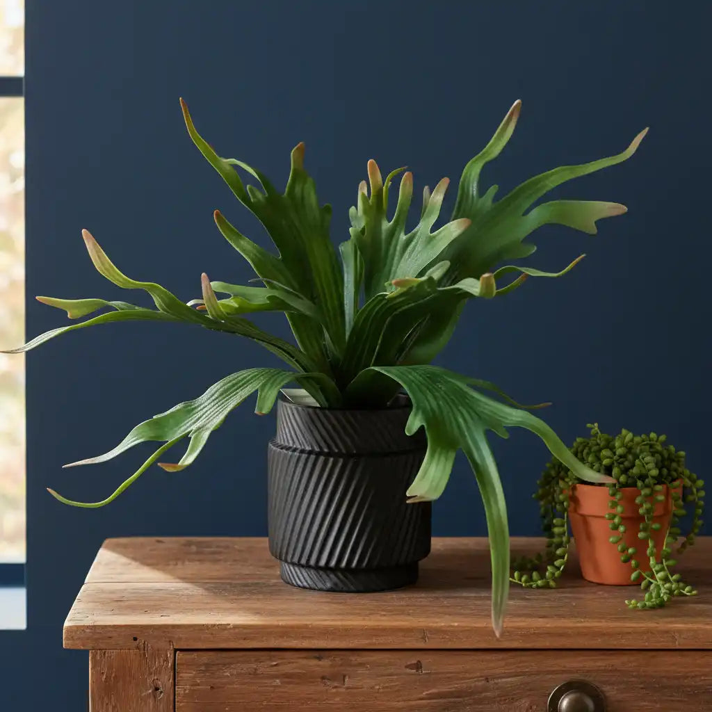 artificial-playycerium-plant-in-black-ceramic-pot-the-farth