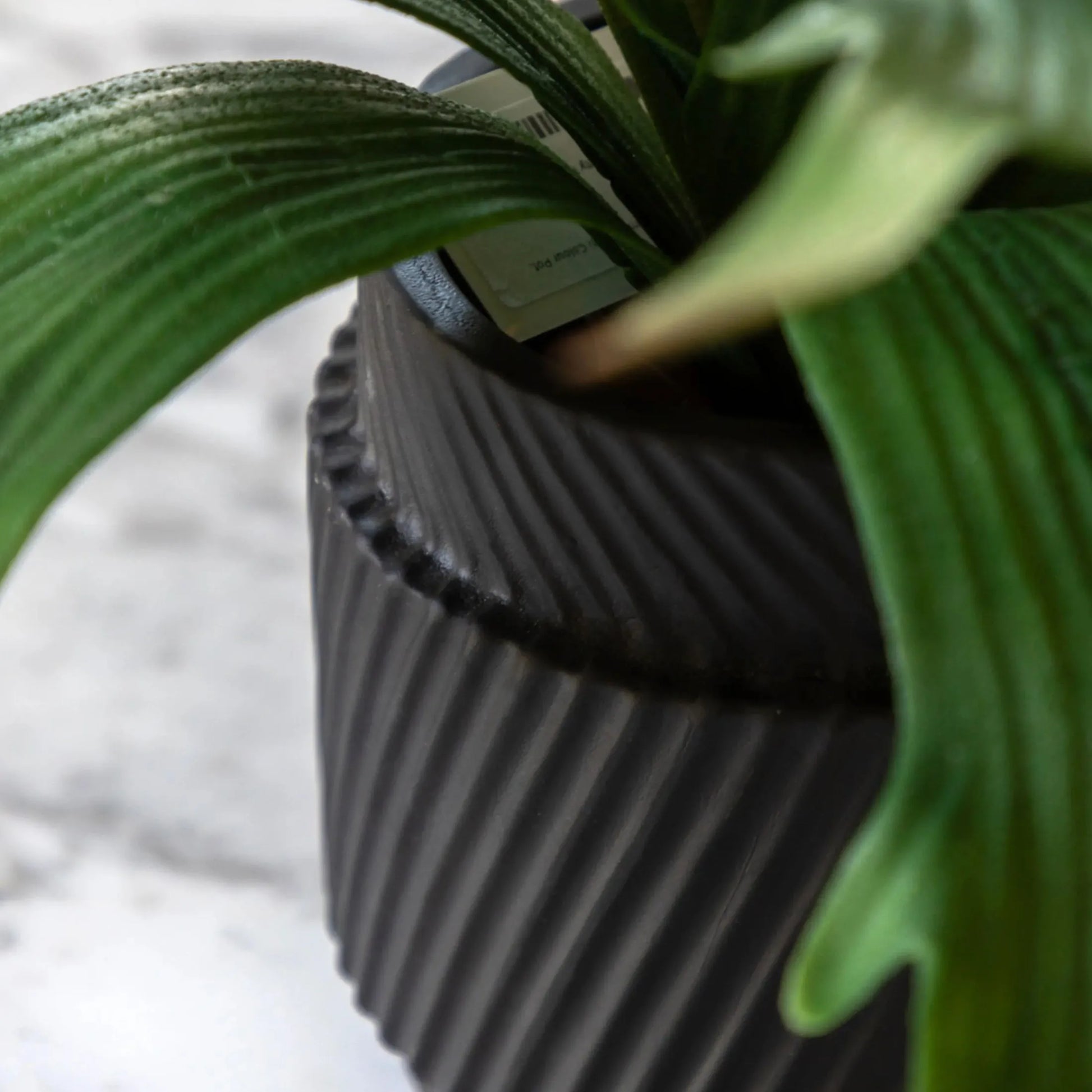 Artificial Playycerium Plant in Black Ceramic Pot - The Farthing