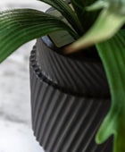 Artificial Playycerium Plant in Black Ceramic Pot - The Farthing