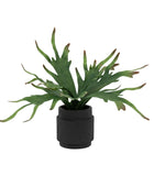 Artificial Playycerium Plant in Black Ceramic Pot - The Farthing