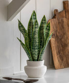 Artificial Snake Plant in White Ceramic Pot - The Farthing