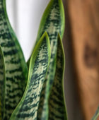 Artificial Snake Plant in White Ceramic Pot - The Farthing