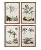 Bamboo Style Vintage Palm Tree Illustrations 55
