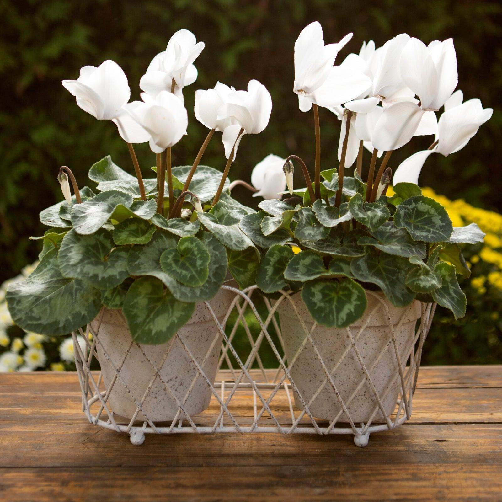 Distressed Creamy White Lattice Metal Plant Pot - The Farthing