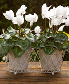 Distressed Creamy White Lattice Metal Plant Pot - The Farthing