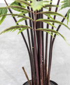 Faux Madagascar Fern Tree - The Farthing