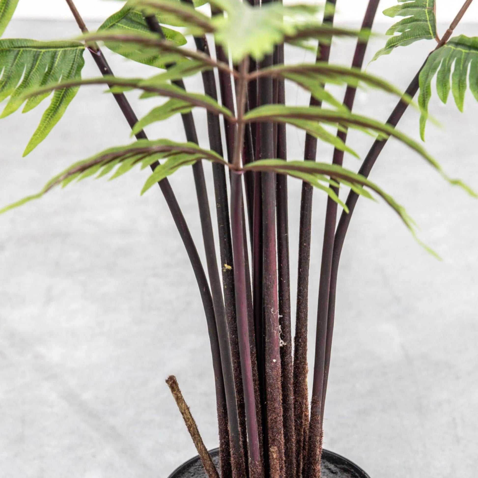 Faux Madagascar Fern Tree - The Farthing