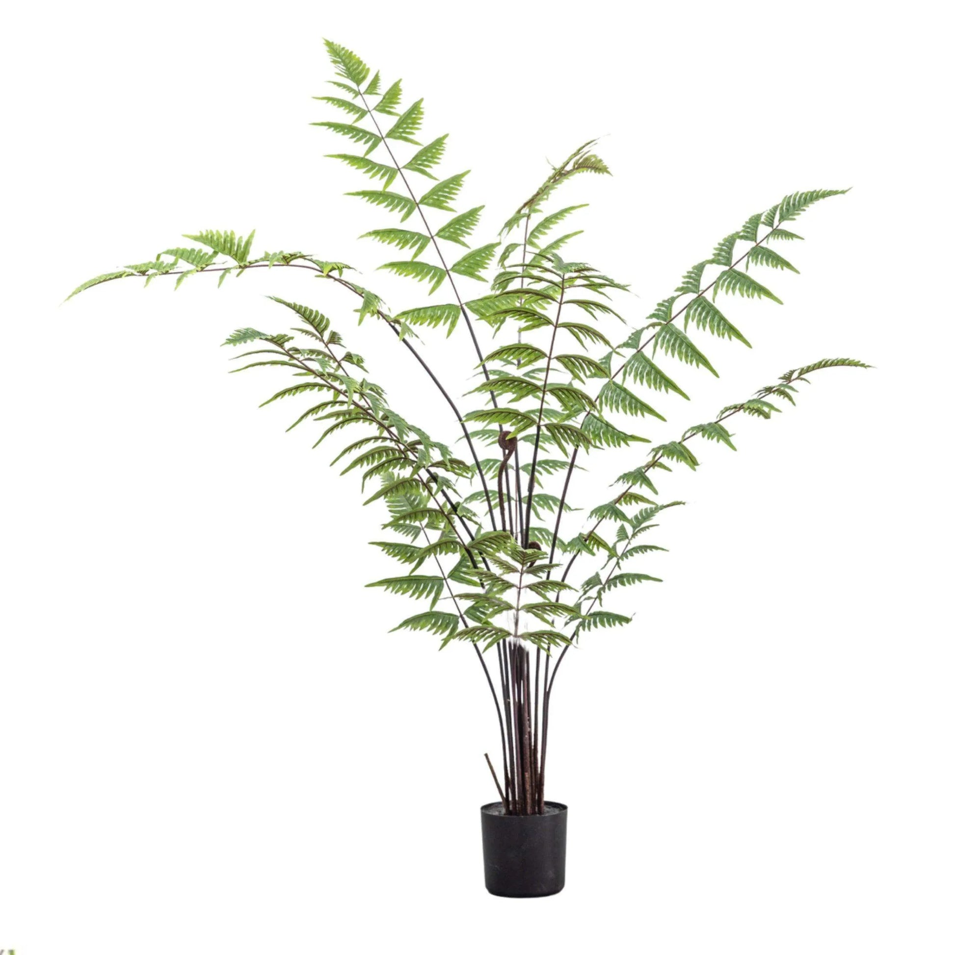 Faux Madagascar Fern Tree - The Farthing