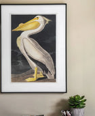 Framed pelican Illustration Print - The Farthing