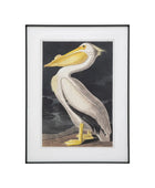 Framed pelican Illustration Print - The Farthing