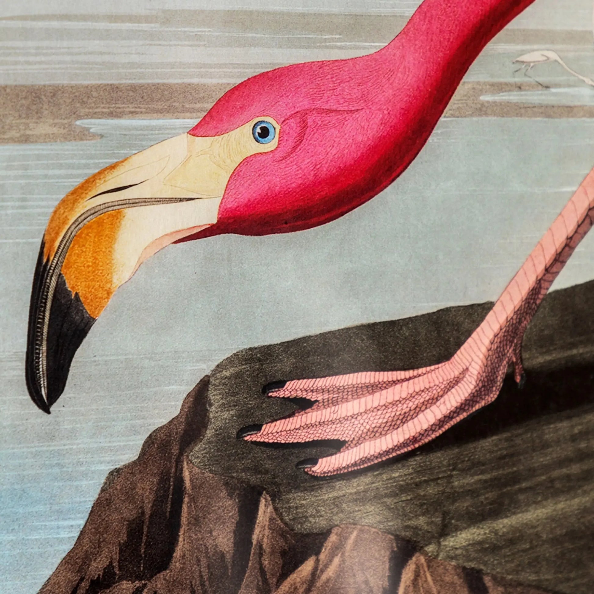 Framed Wading Flamingo Print - The Farthing