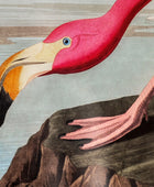 Framed Wading Flamingo Print - The Farthing