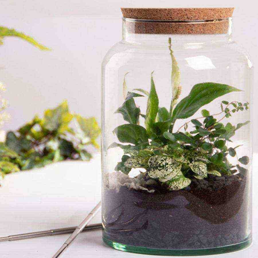Indoor Glass Jar Plant Terrarium - The Farthing