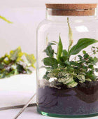 Indoor Glass Jar Plant Terrarium - The Farthing