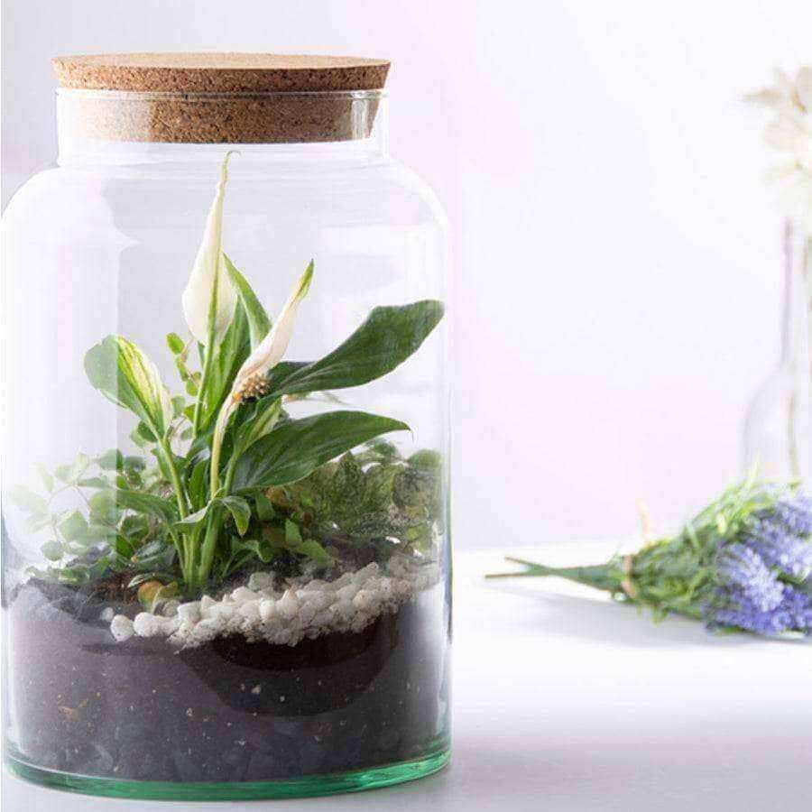 Indoor Glass Jar Plant Terrarium - The Farthing