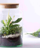 Indoor Glass Jar Plant Terrarium - The Farthing