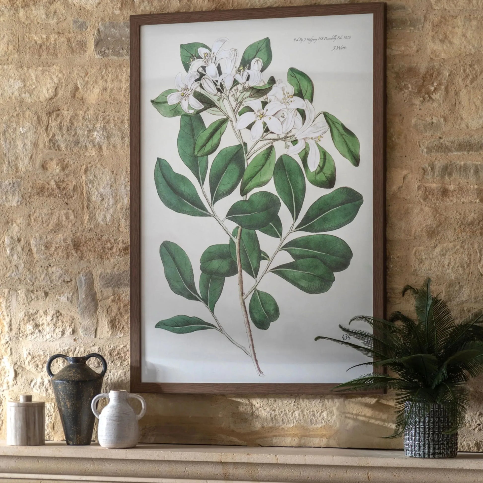 Large Botanical Illustration Framed Print - The Farthing