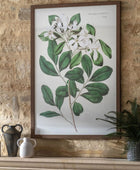 Large Botanical Illustration Framed Print - The Farthing