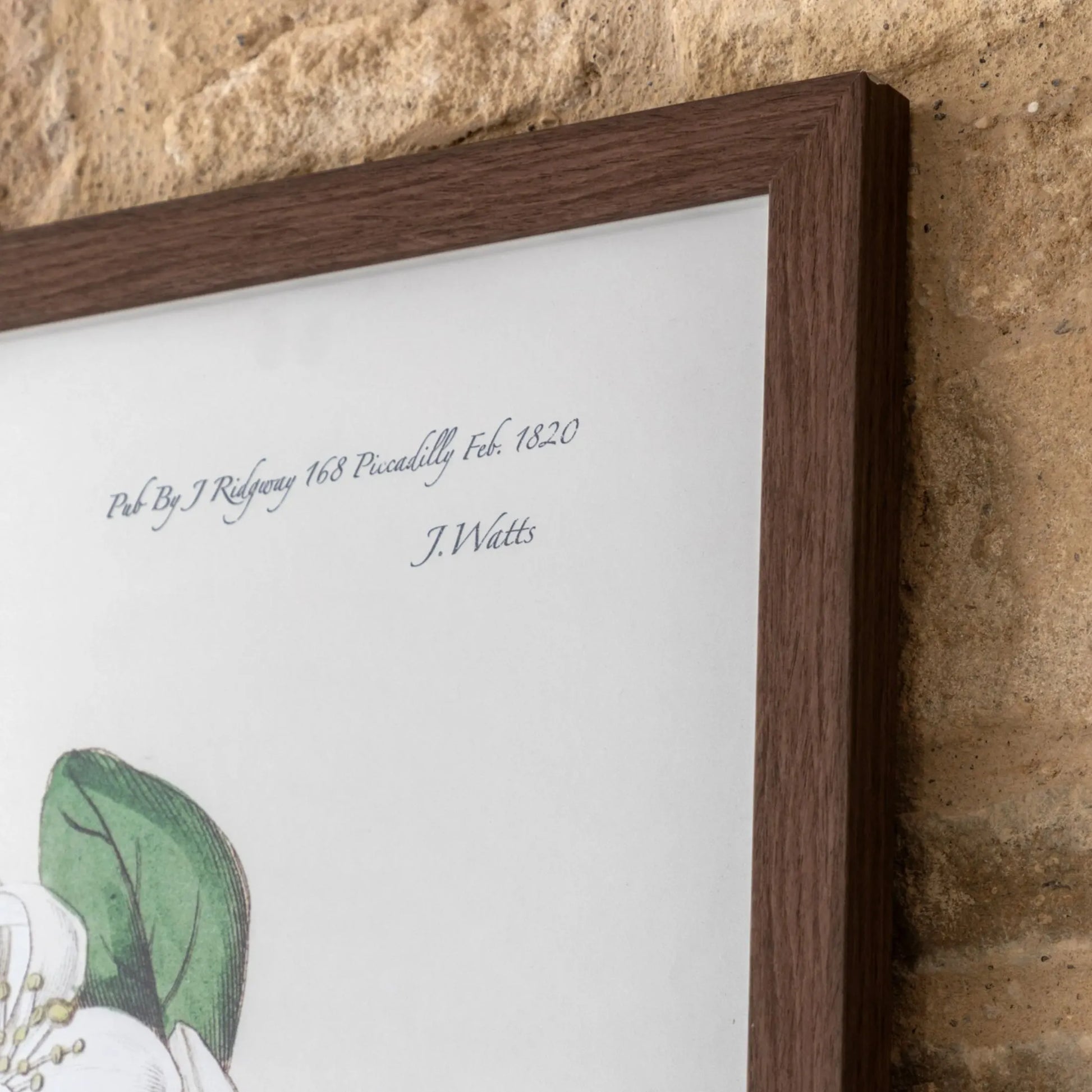 Large Botanical Illustration Framed Print - The Farthing